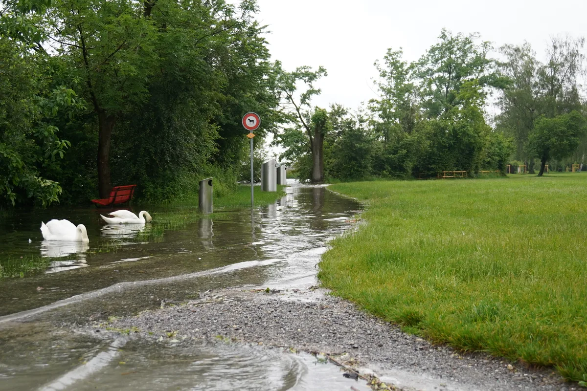 Schwäne suchen auf einem Weg, der unter Wasser steht, nach Futter.